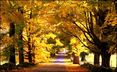 New England Autumn.jpg